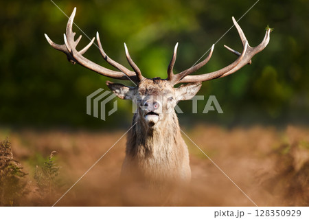 Portrait of a red deer stag during the rut in autumn Portrait of a red deer stag during the rut in autumn 128350929