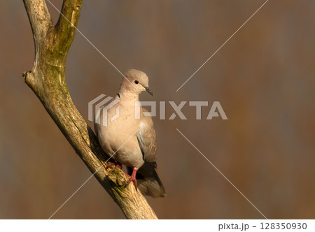 Eurasian collared dove perched on a tree branch 128350930