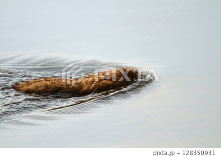 Close-up of a European water vole swimming in a pond 128350931