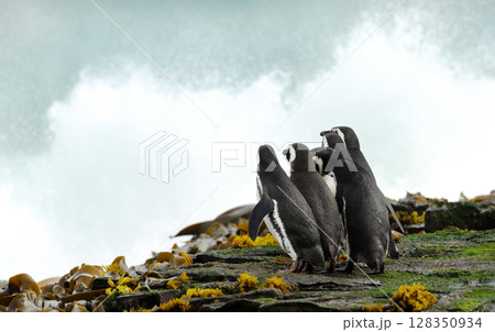 Group of Magellanic penguins standing on a shore and watching stormy ocean 128350934