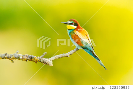 Colorful European bee-eater perched on branch during summer 128350935