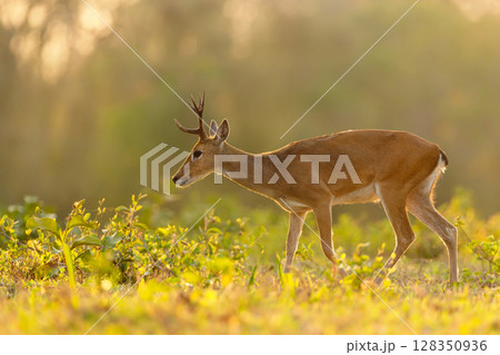 Pampas deer walking in a meadow under soft sunset light, Pantanal, Brazil 128350936