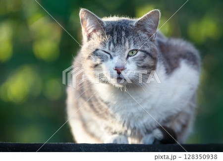 Portrait of a tabby cat with one eye closed sitting on a garden shed roof 128350938