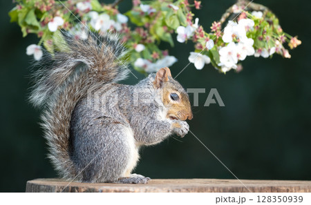Grey squirrel eating nut on a tree stump with a blossoming cherry tree branch in the background 128350939