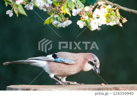 Eurasian jay eating nuts on a tree stump with a blossoming cherry tree branch in the background Eurasian jay eating nuts on a tree stump with a blossoming cherry tree branch in the background 128350940