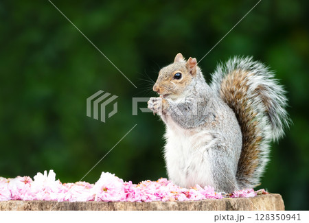Grey squirrel eating nut on a tree stump covered in cherry blossom petals 128350941