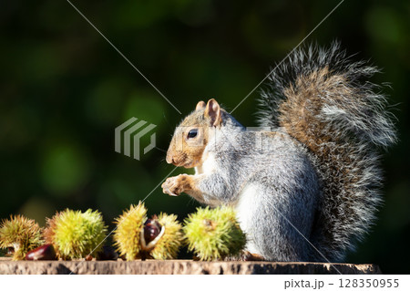Grey squirrel eating sweet chestnut fruit in autumn Grey squirrel eating sweet chestnut fruit in autumn 128350955
