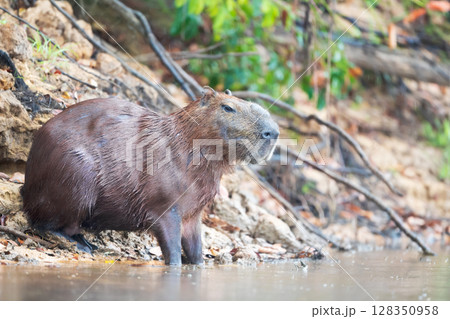 Capybara standing on a river bank in Pantanal, Brazil 128350958