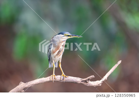Striated heron perched on a tree branch Striated heron perched on a tree branch 128350965
