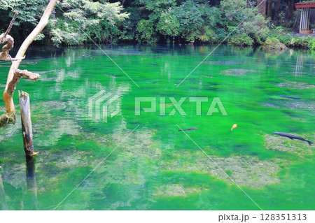 日本名水百選　出流原弁天池湧水 128351313