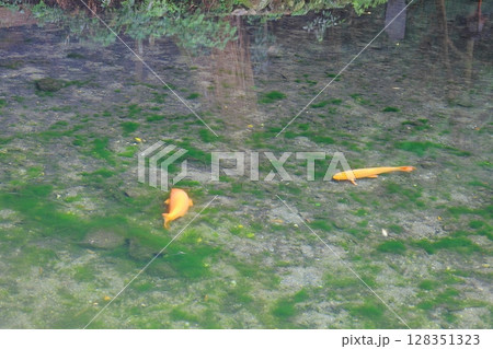 日本名水百選　出流原弁天池湧水 128351323