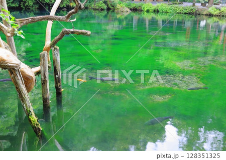 日本名水百選　出流原弁天池湧水 128351325