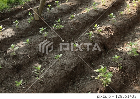 野菜畑の風景 128351435