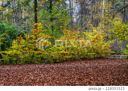 Golden autumn view in famous Munich relax place - Englischer Garten. Munich, Bavaria, Germany 128351521