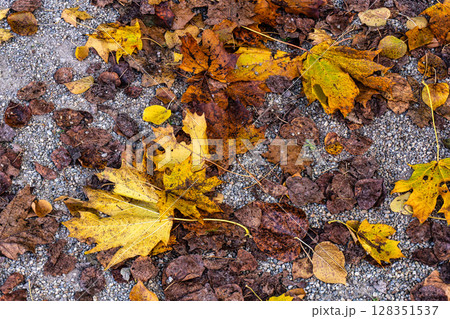 Golden autumn view at Konigsplatz - Kings Square, state capital Munich, Bavaria, Munich, Germany 128351537