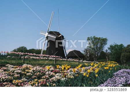 [花博記念公園 鶴見緑地]大きな風車と満開のきれいな花が咲く美しい公園 128351869
