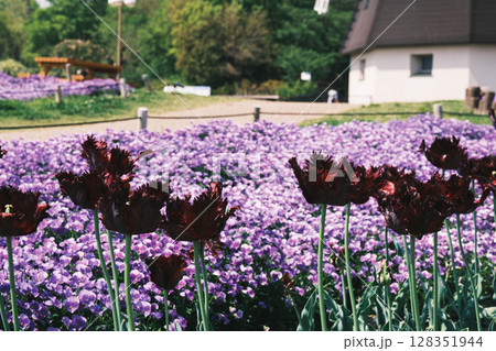 [花博記念公園 鶴見緑地]満開のきれいな花が咲く美しい公園 128351944