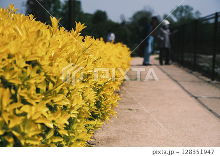 [花博記念公園 鶴見緑地]満開のきれいな花が咲く美しい公園 128351947