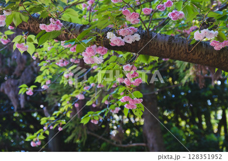 [花博記念公園 鶴見緑地]満開のきれいな花が咲く美しい公園 128351952