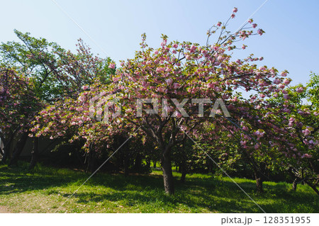 [花博記念公園 鶴見緑地]満開のきれいな花が咲く美しい公園 128351955