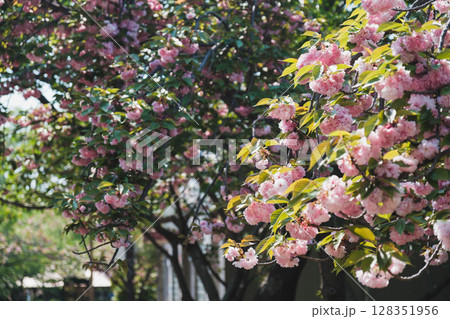 [花博記念公園 鶴見緑地]満開のきれいな花が咲く美しい公園 128351956
