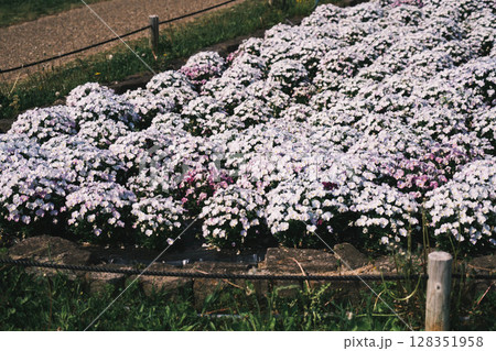 [花博記念公園 鶴見緑地]満開のきれいな花が咲く美しい公園 128351958