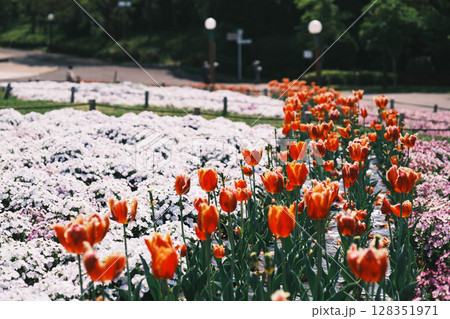 [花博記念公園 鶴見緑地]満開のきれいなチューリップ 128351971