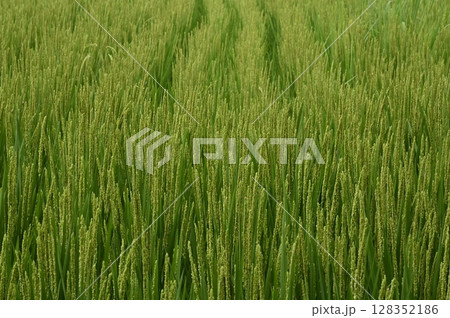 開花する稲 128352186