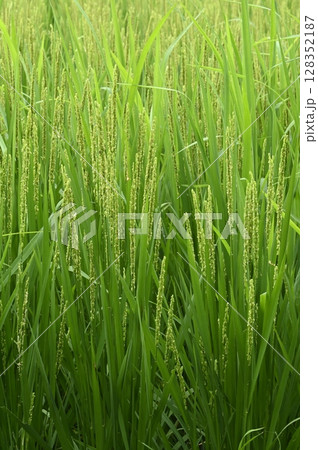 開花する稲 128352187