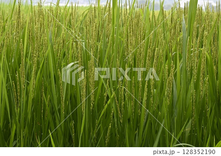 開花する稲 128352190