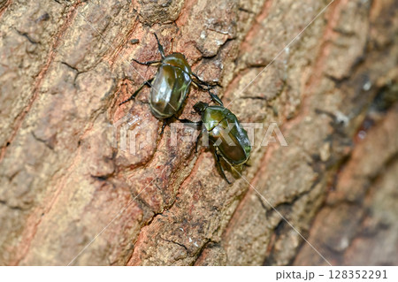 カナブン 128352291