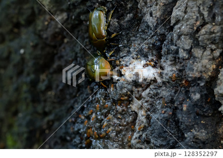 カナブン カナブン 128352297