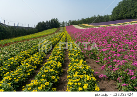 北海道　夏　富良野　美瑛　ファーム　富田　カラフル　四季彩の丘　ラベンダー　紫　　コスモス　花 128352424