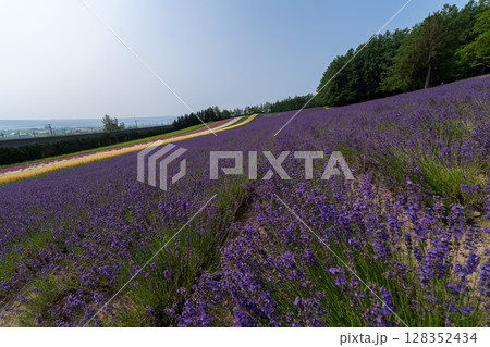 北海道 夏 富良野 美瑛 ファーム 富田 カラフル 四季彩の丘 ラベンダー 紫 コスモス 花 北海道 夏 富良野 美瑛 ファーム 富田 カラフル 四季彩の丘 ラベンダー 紫 コスモス 花 128352434