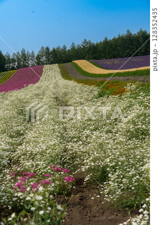北海道　夏　富良野　美瑛　ファーム　富田　カラフル　四季彩の丘　ラベンダー　紫　　コスモス　花 128352435
