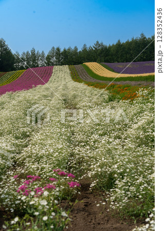 北海道 夏 富良野 美瑛 ファーム 富田 カラフル 四季彩の丘 ラベンダー 紫 コスモス 花 北海道 夏 富良野 美瑛 ファーム 富田 カラフル 四季彩の丘 ラベンダー 紫 コスモス 花 128352436