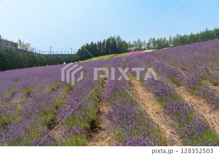 北海道　夏　富良野　美瑛　ファーム　富田　カラフル　四季彩の丘　ラベンダー　紫　　コスモス　花 128352503