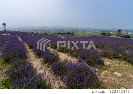 北海道　夏　富良野　美瑛　ファーム　富田　カラフル　四季彩の丘　ラベンダー　紫　　コスモス　花 128352575