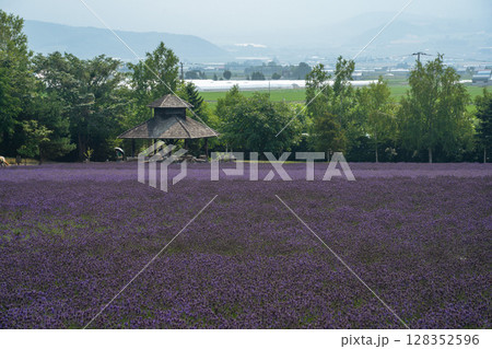 北海道 夏 富良野 美瑛 ファーム 富田 カラフル 四季彩の丘 ラベンダー 紫 コスモス 花 北海道 夏 富良野 美瑛 ファーム 富田 カラフル 四季彩の丘 ラベンダー 紫 コスモス 花 128352596