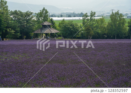 北海道　夏　富良野　美瑛　ファーム　富田　カラフル　四季彩の丘　ラベンダー　紫　　コスモス　花 128352597