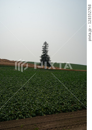北海道　夏　富良野　美瑛　ファーム　　富田　カラフル　四季彩の丘　ラベンダー　紫　　コスモス　花 128352768