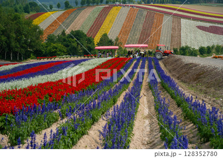北海道　夏　富良野　美瑛　ファーム　　富田　カラフル　四季彩の丘　ラベンダー　紫　　コスモス　花 128352780