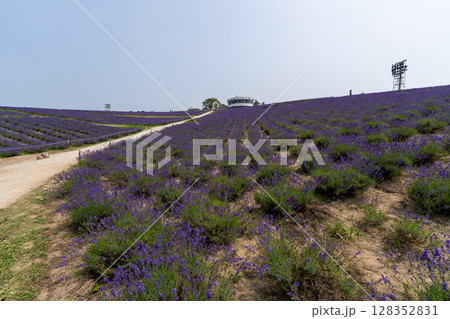 北海道　夏　富良野　美瑛　ファーム　　富田　カラフル　四季彩の丘　ラベンダー　紫　　コスモス　花 128352831