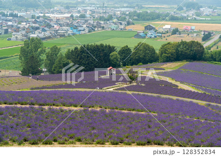 北海道 夏 富良野 美瑛 ファーム 富田 カラフル 四季彩の丘 ラベンダー 紫 コスモス 花 北海道 夏 富良野 美瑛 ファーム 富田 カラフル 四季彩の丘 ラベンダー 紫 コスモス 花 128352834