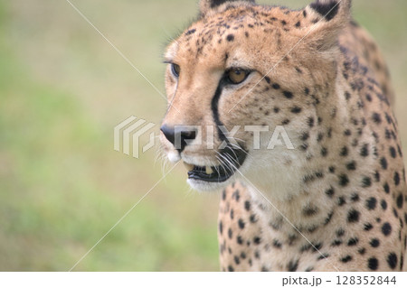 暑い夏に草の中を歩くチーター 128352844