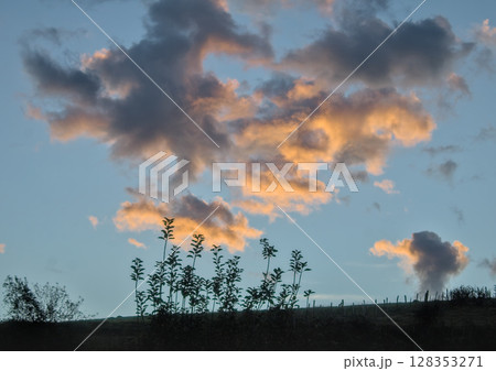 tree silhouette at sunrise 128353271