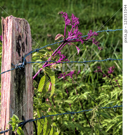 purple plants 128353344