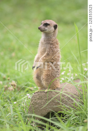 石の上に立つミーアキャット 128353525