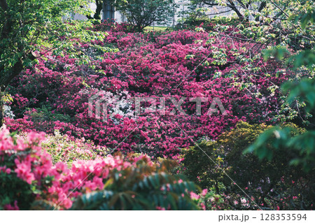 [泉南 あたご山]ツツジの名所として有名なスポット 128353594