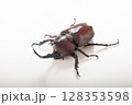 夏のヒーロー 子供達も大好きカブトムシ オス 夏のヒーロー 子供達も大好きカブトムシ オス 128353598